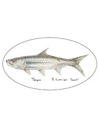Pescador On The Fly Tarpon Decal in Tarpon